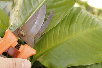 pruning a tree branch