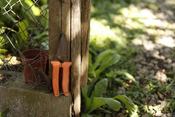 pruning a tree branch