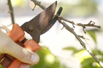 pruning a tree branch