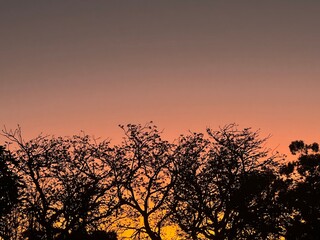 silhouette of a tree