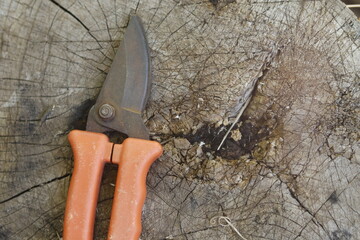 pruning a tree branch