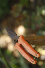 pruning a tree branch