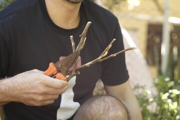 pruning a tree branch