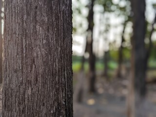 tree trunk in the forest
