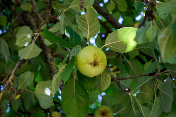 Manzano. Alimentación saludable