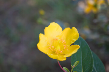 Flor de hierba de San Juan