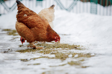 Free range hen looking for food in the snow on a cloudy winter day