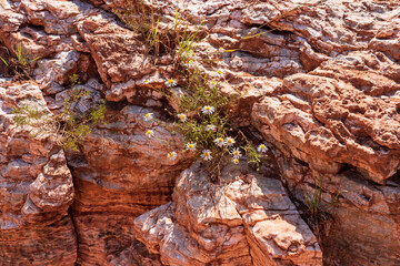 Caprock Canyons