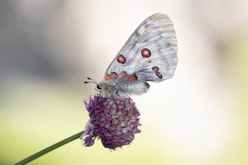 Parnassius apollo, Gran Sasso, Italy 