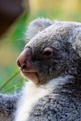 koala in a tree