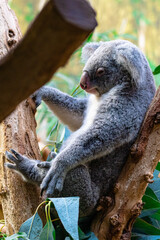 koala in a tree