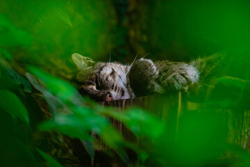 wild cat sleeping