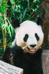 Obraz premium panda eating bamboo