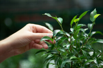 Closeup photography of female hand choosing ficus elastica in the greenhouse.