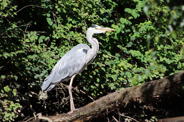 Ardea cinerea