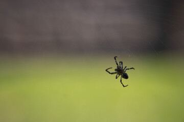 spider on the web