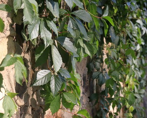 Parthenocisso rampicante