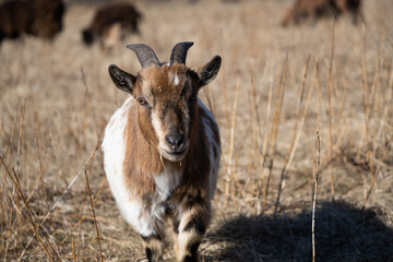Goat grazing in the paddock