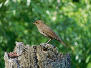 gray songbird in summer, moscow region of russia
