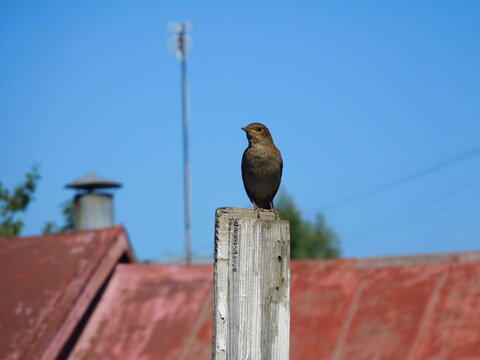 bird on a fence, gray songbird against the blue sky, copy space, wallpaper