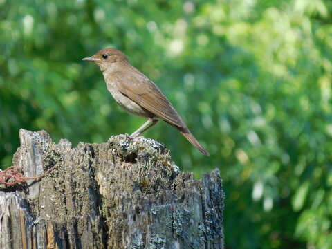 songbird on a blurred background, summer and wildlife concept