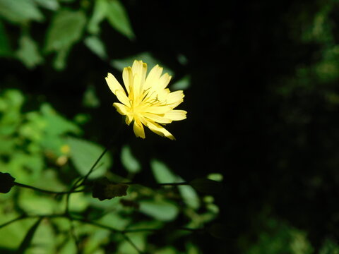 Yellow flower on a dark green background, Lapsana communis