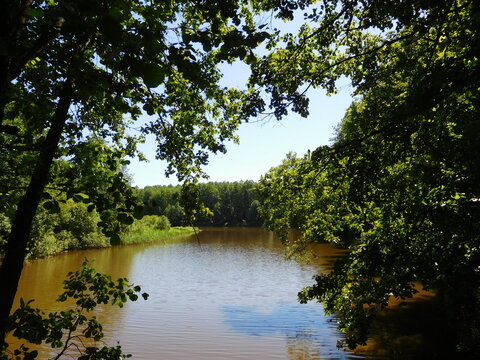 natural landscape, forest lake framed by leaves, summer background, wallpaper