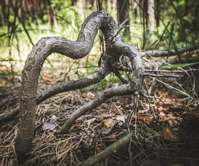 An unusually twisted root of a fallen tree personifies the chaos of nature in a dense coniferous forest with a blurry background, a sunny summer day