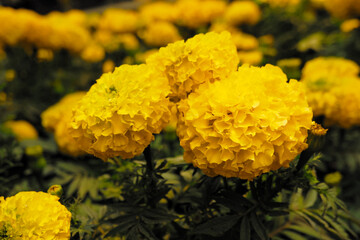 Selective focus of yellow dahlia flowers