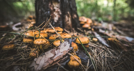 A family of edible mushrooms grow comfortably at the base of a tree in a coniferous forest with a blurred background, sunny day