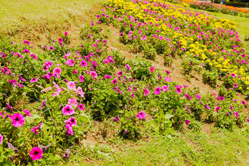 Different types of flowers to decorate outdoors