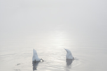 Swans feeding in lake and early morning mist