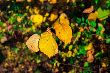 Obraz premium close up of yellow leaves. yellow leaves in autumn. selective focus of bush leaves