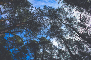 Pine trees in young forrest