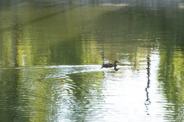 ducks on the lake,  Baneasa Lake, Matelotilor Alley, Bucharest City, Romania 