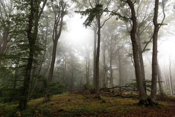 Fototapeta premium nebiliger Wald