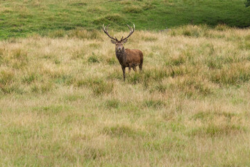 Hirsch