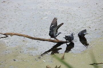 pigeons on a branch in the lake