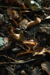 autumn leaves on the ground