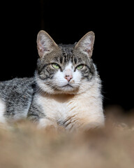 A male tabby cat lying on the grass in the house's garden. Sunbath. Animal world. Pet lover. Cat lover. American Wirehair.