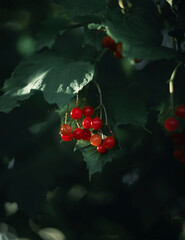 holly and berries