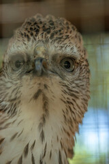 The sharp gaze of the Brontok Eagle.
