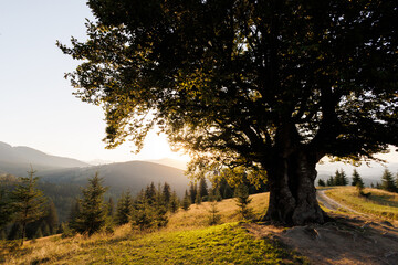 A charming picturesque view of the mountains. A beautiful view of a lonely tree on a hill. Kryvopil Pass, Carpathian Mountains