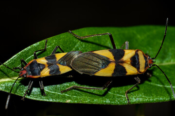 bug on black background