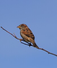 sparrow on a branch