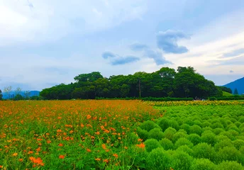 Gardinen 한국 경주 첨성대 근처의 꽃 정원에서 코스모스와 나무들의 풍경 © Hyeonjeong