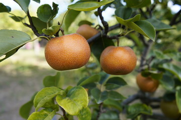 Pyrus pyrifolia is a species of pear tree native to East Asia. The tree's edible fruit is known by many names, including: Asian pear, Japanese pear, Chinese pear. Braunschweig, Germany.
