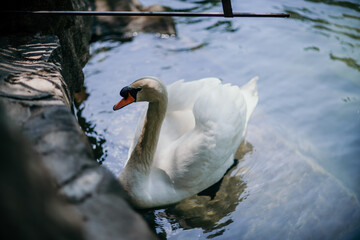 Obraz premium swan on blue lake water in sunny day, swans on pond, nature series.