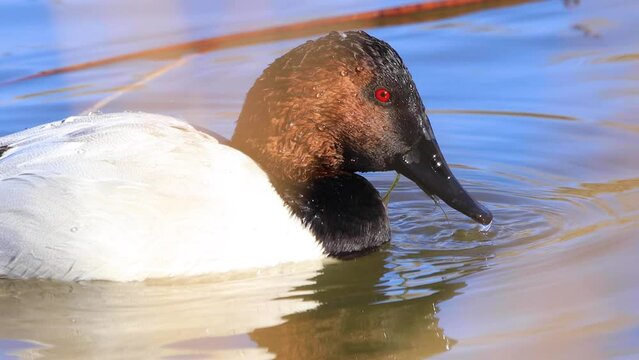Male Canvasback duck swimming and diving for plants to eat.