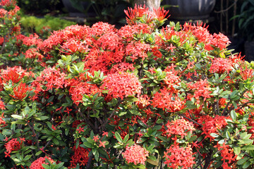 red asoka backgound, garden, park